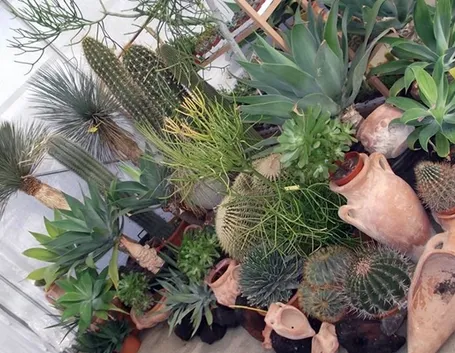 Un assortimento di piante grasse più comuni