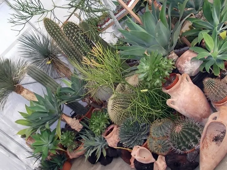 Un assortimento di piante grasse più comuni