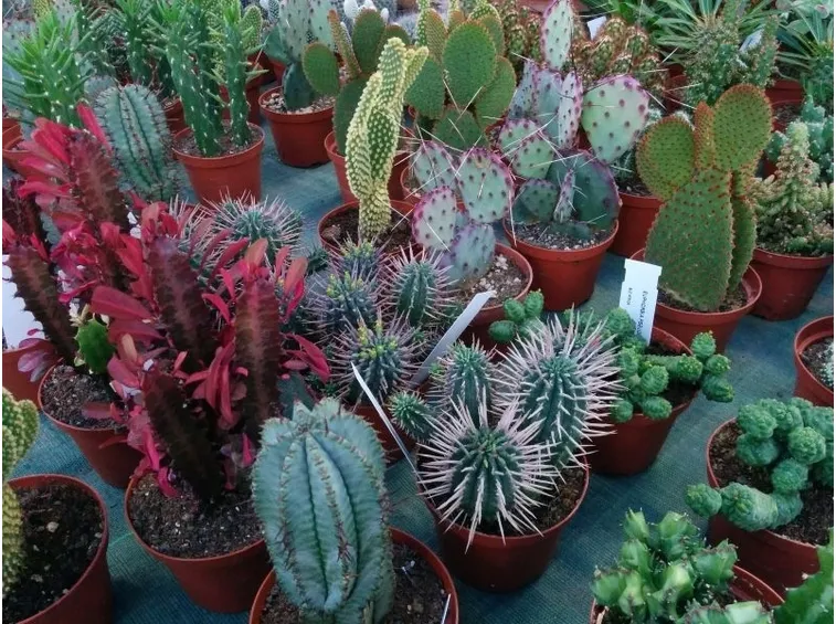 Varietà di piante grasse in una serra