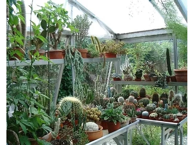 Assortimento di piante cactacee e non cactacee