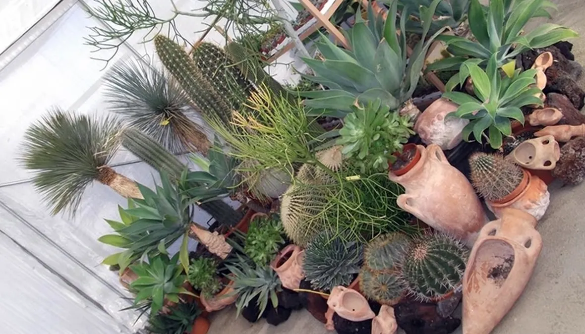 Un assortimento di piante grasse più comuni