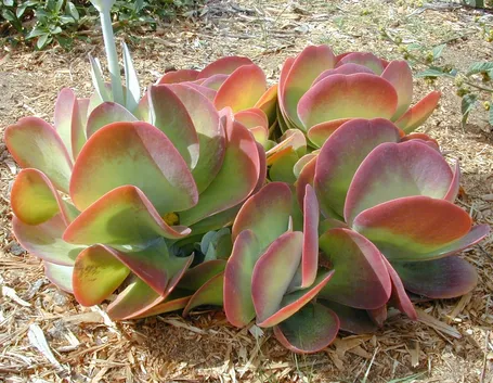 Bell'esemplare di Kalanchoe thyrsiflora