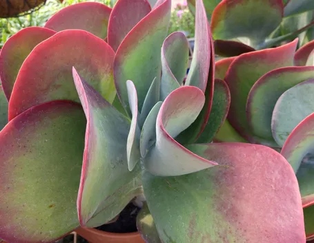 Kalanchoe thyrsiflora