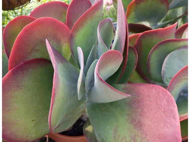 Kalanchoe thyrsiflora