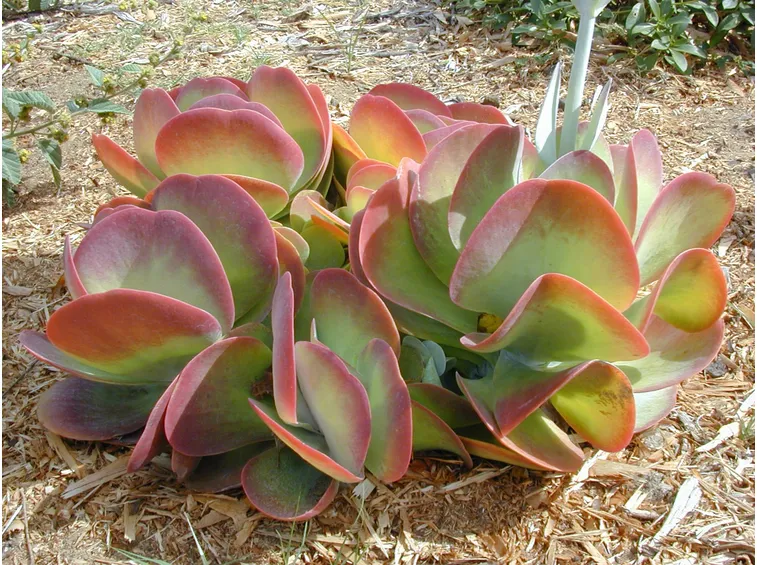 Pianta kalanchoe