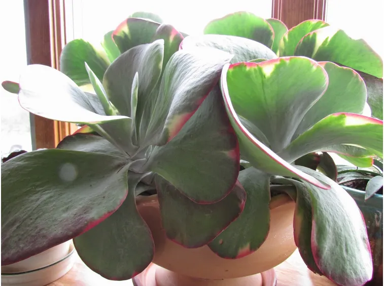 Kalanchoe thirsyflora vaso
