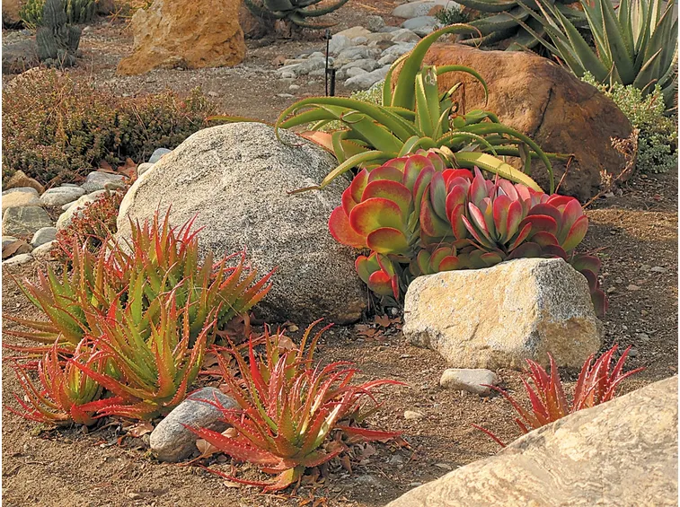 Kalanchoe giardino roccioso