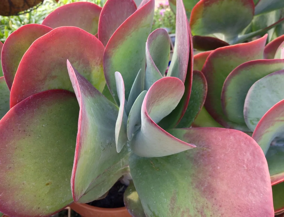 Kalanchoe thyrsiflora