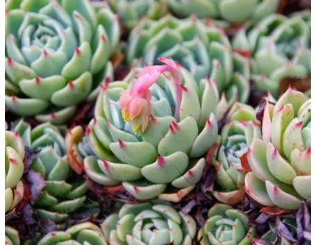 Echeveria fiore