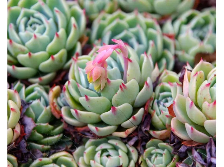 Echeveria fiore