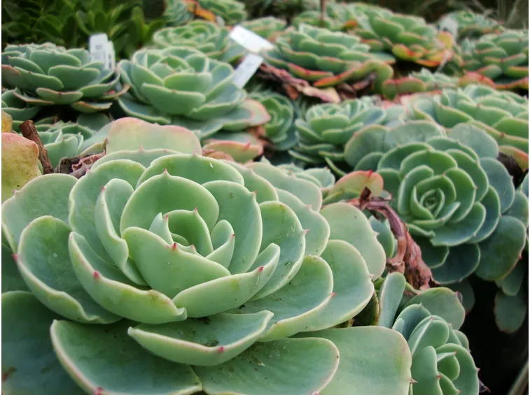Coltivazione pianta echeveria
