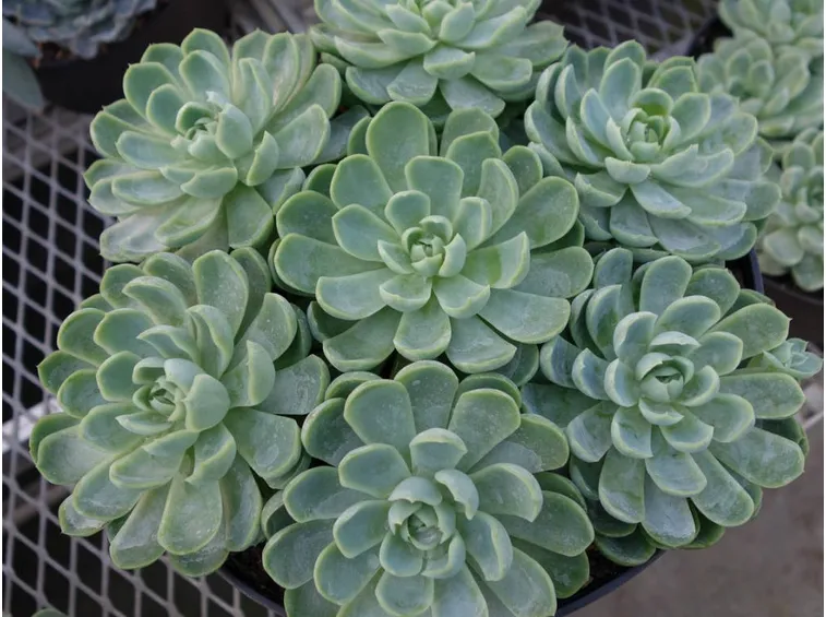 Esemplare echeveria