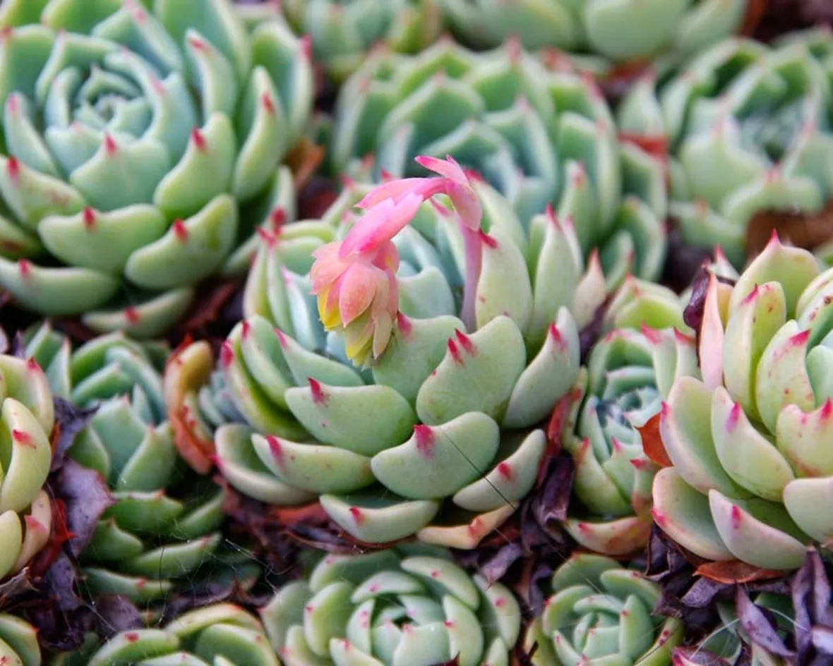 Echeveria fiore