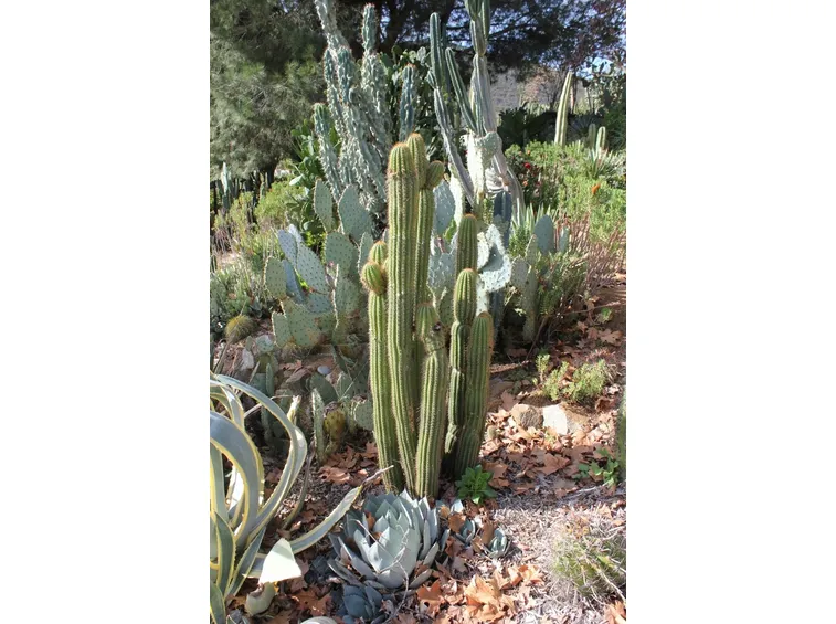 Trichocereus Pachanoi appartenente alle Cactaceae