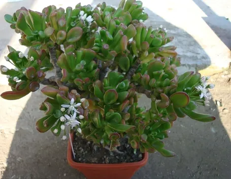 Crassula pianta