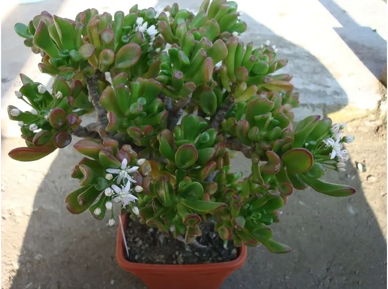 Crassula pianta