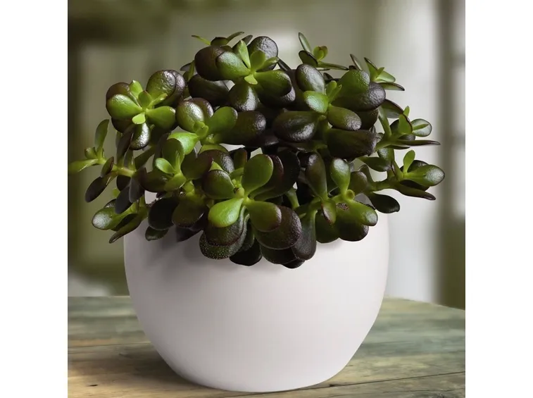 Crassula vaso