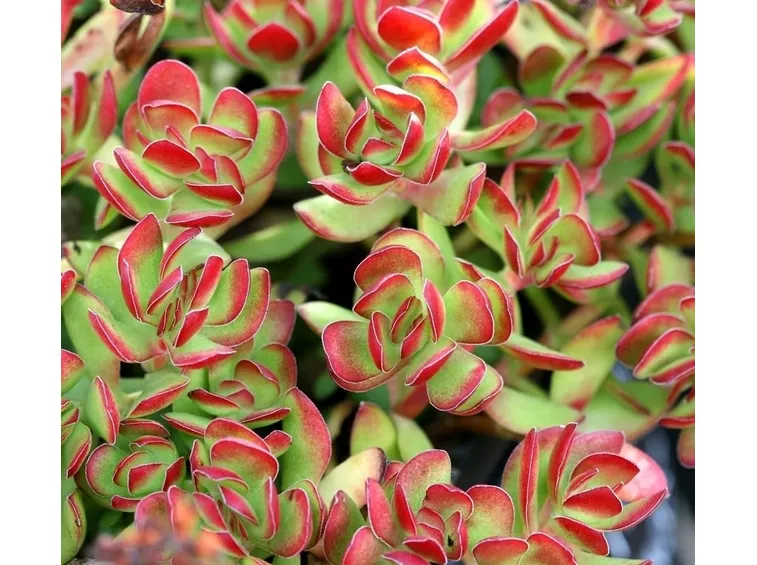 Varietà crassula
