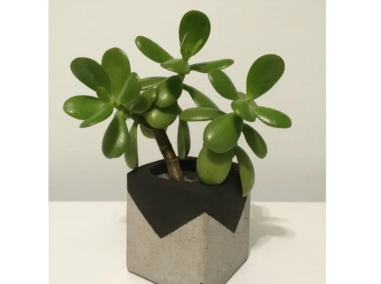 Piantina crassula