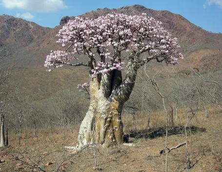 Rosa del deserto fotografata nel suo ambiente naturale