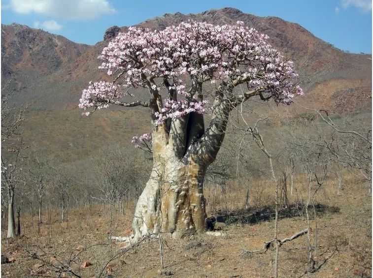 Rosa del deserto fotografata nel suo ambiente naturale
