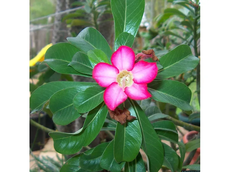 Fiore di Adenium obesum