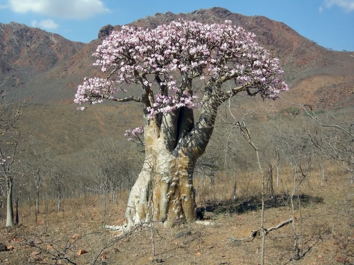 Rosa del deserto fotografata nel suo ambiente naturale