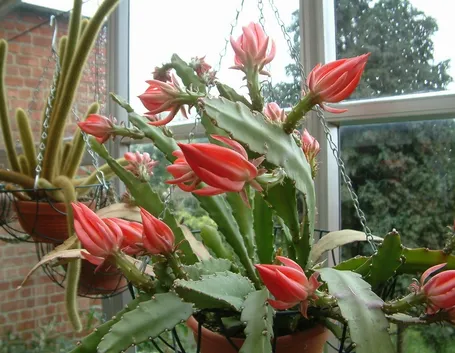 lingua di suocera dai fiori rossi