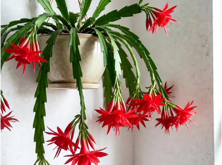 epiphyllum