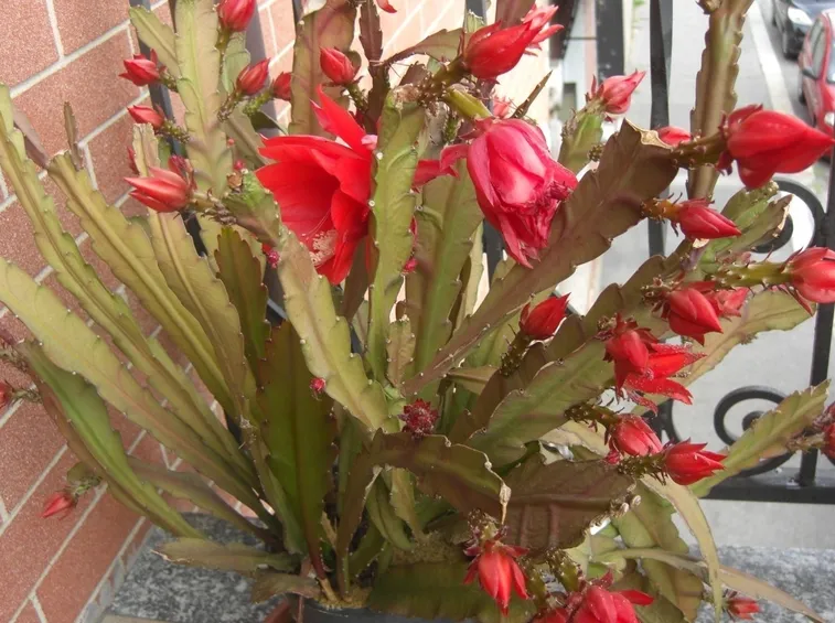 Epiphyllum