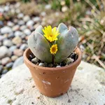 Cosa succede ai lithops quando spunta il fiore autunnale