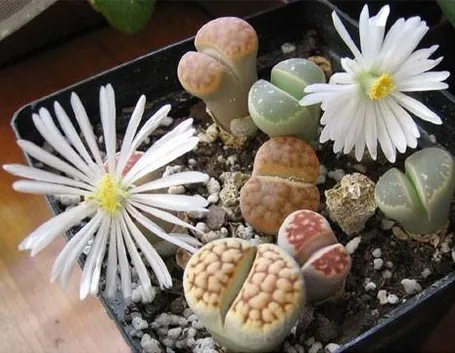 Lithops