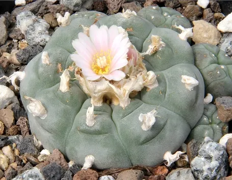 Un esemplare di lophophora williamsii
