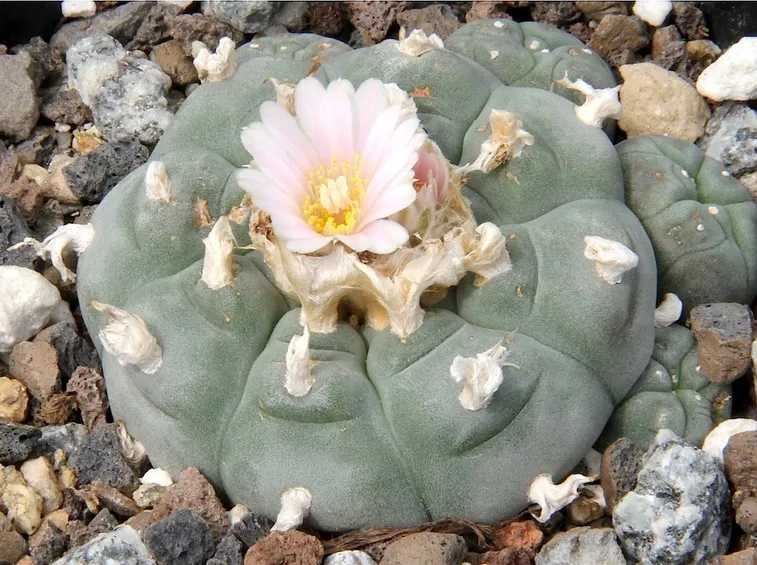 Un esemplare di lophophora williamsii