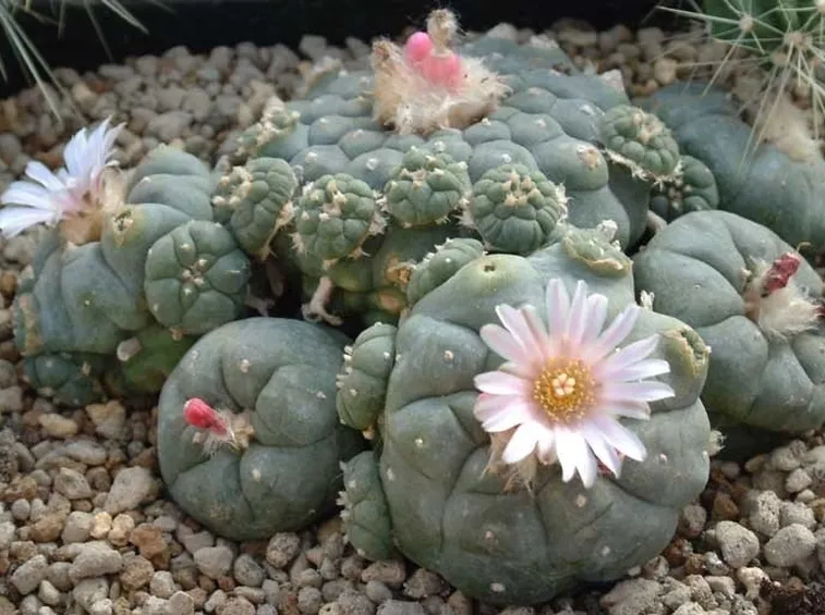 Una lophophora williamsii che ha sviluppato diversi ceppi basali