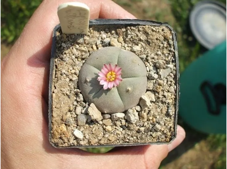 Un giovane esemplare di lophophora williamsii coltivato in un vasetto