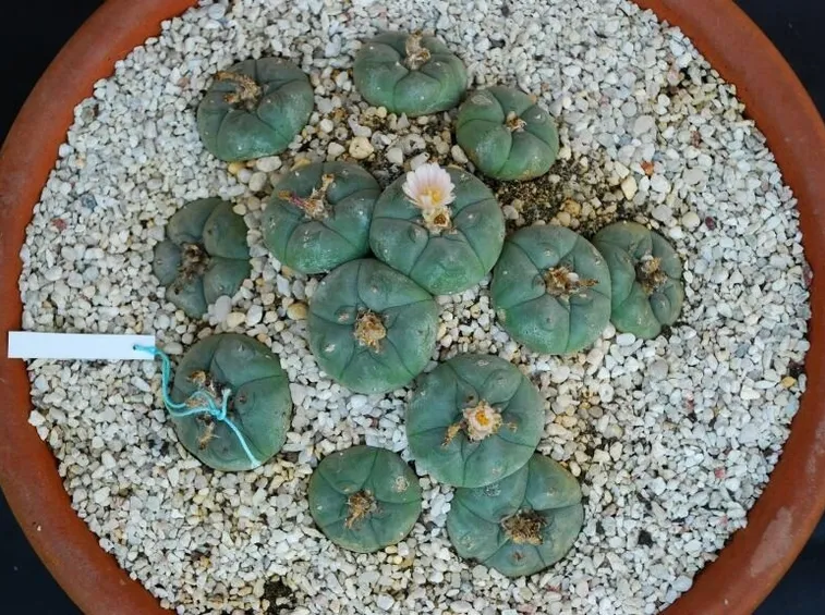Diversi esemplari di lophophora williamsii coltivati in vaso