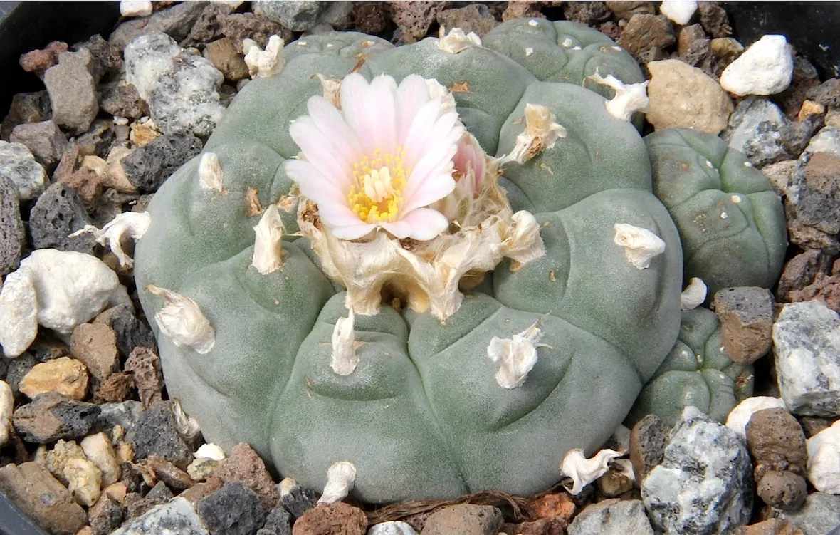Un esemplare di lophophora williamsii