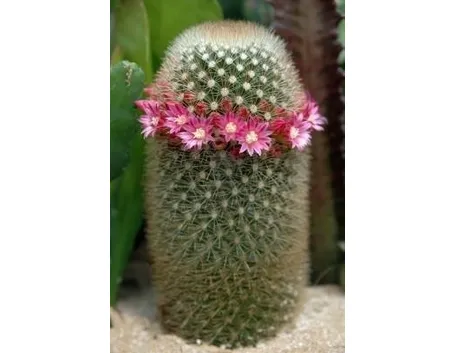 mammillaria con fiori