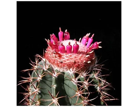 Melocactus