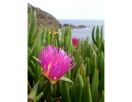 mesembriantemo rosa
