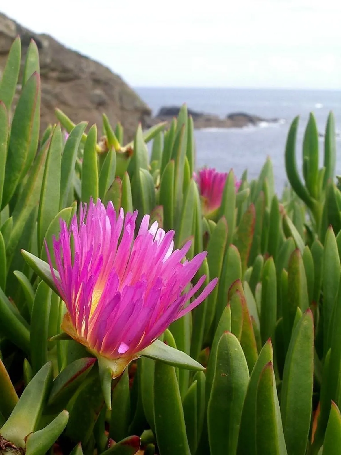 mesembriantemo rosa