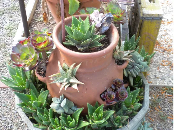 Vaso di terracotta molto decorativo