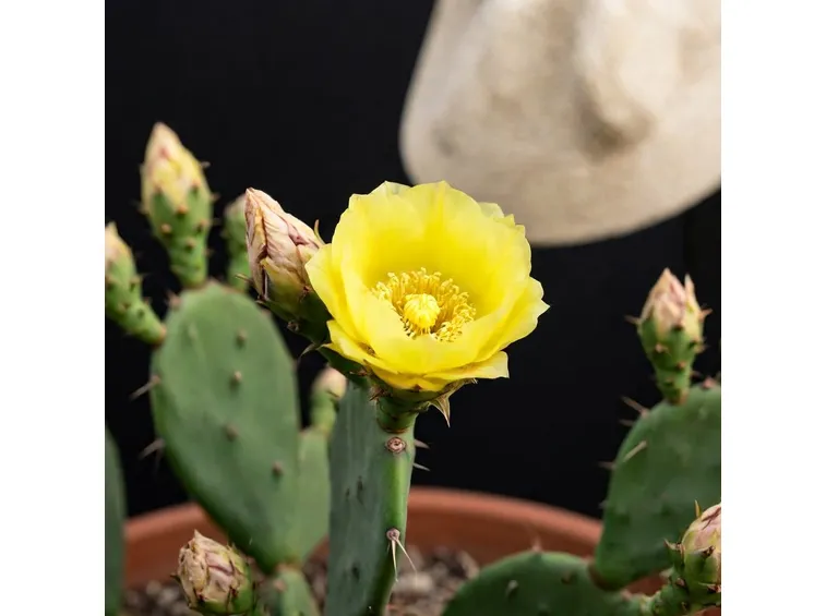 fiore di opuntia