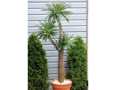 Pachypodium