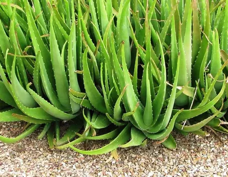 Una pianta di aloe