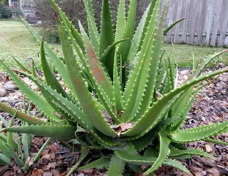 Pianta di aloe