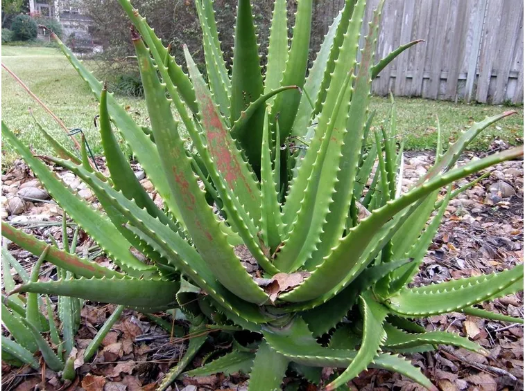 Pianta di aloe