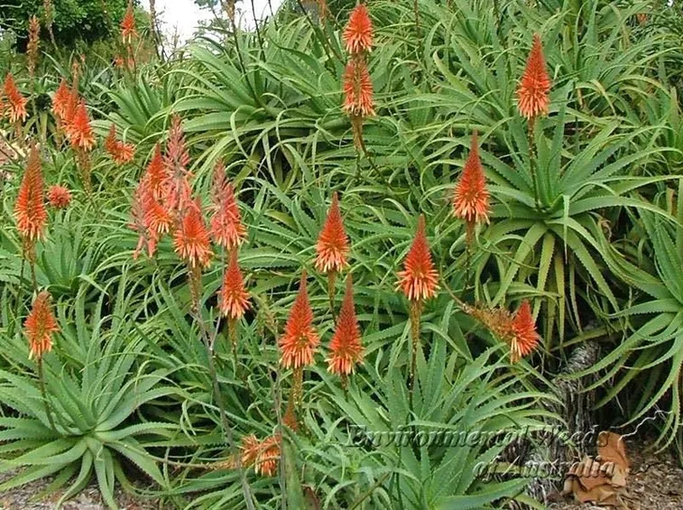 Aloe arborescens
