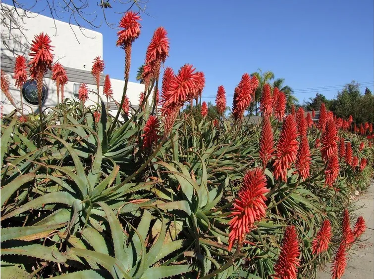 Pianta di aloe